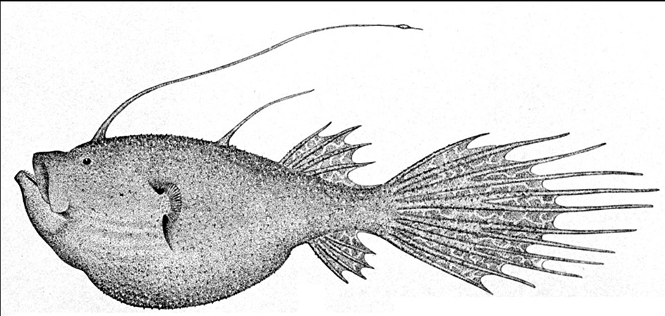 Ceratias holboelli_01.jpg